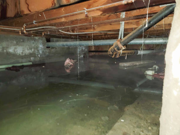 Best Water damage contractors near me  in Washoe Valley, NV